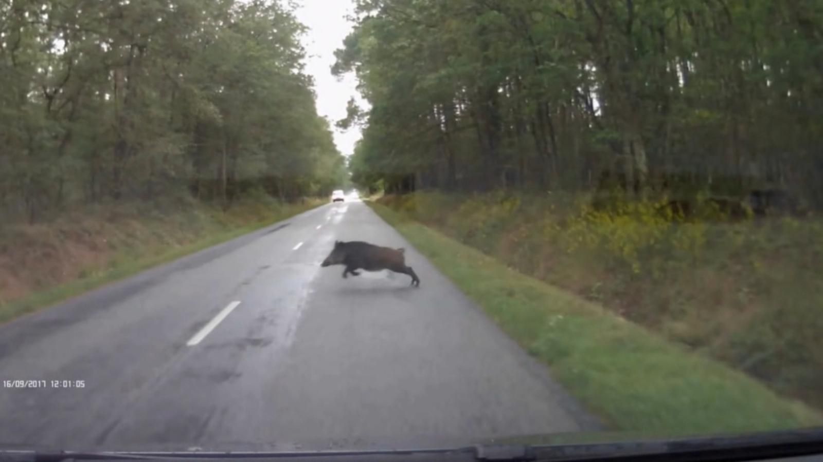 Un porc senglar travessa una carretera, en arxiu