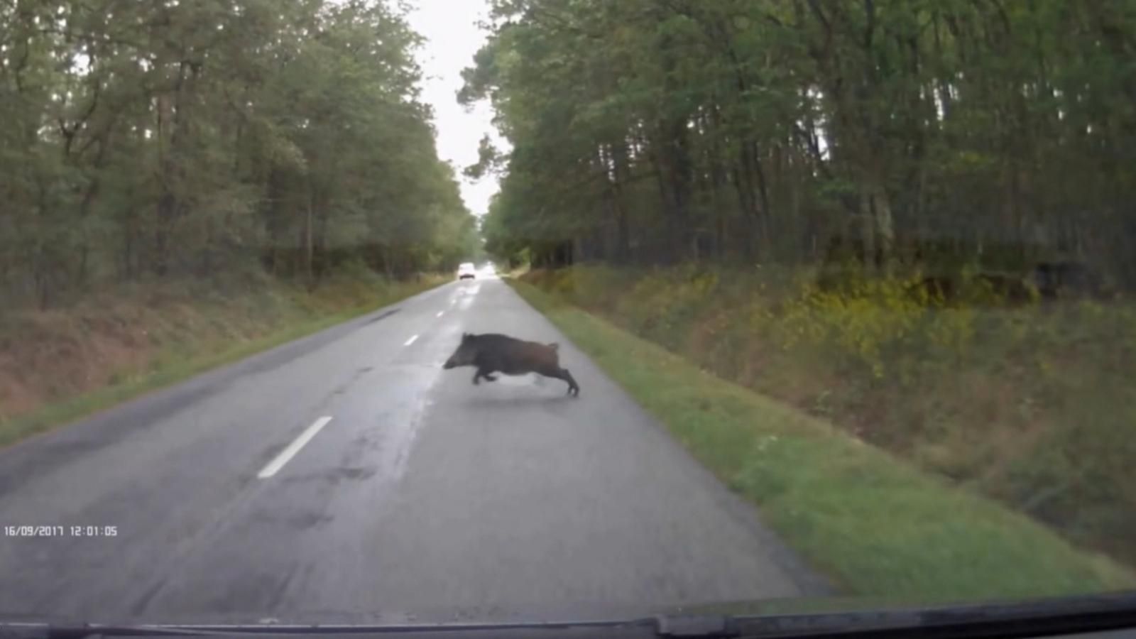 Un porc senglar travessa una carretera, en arxiu