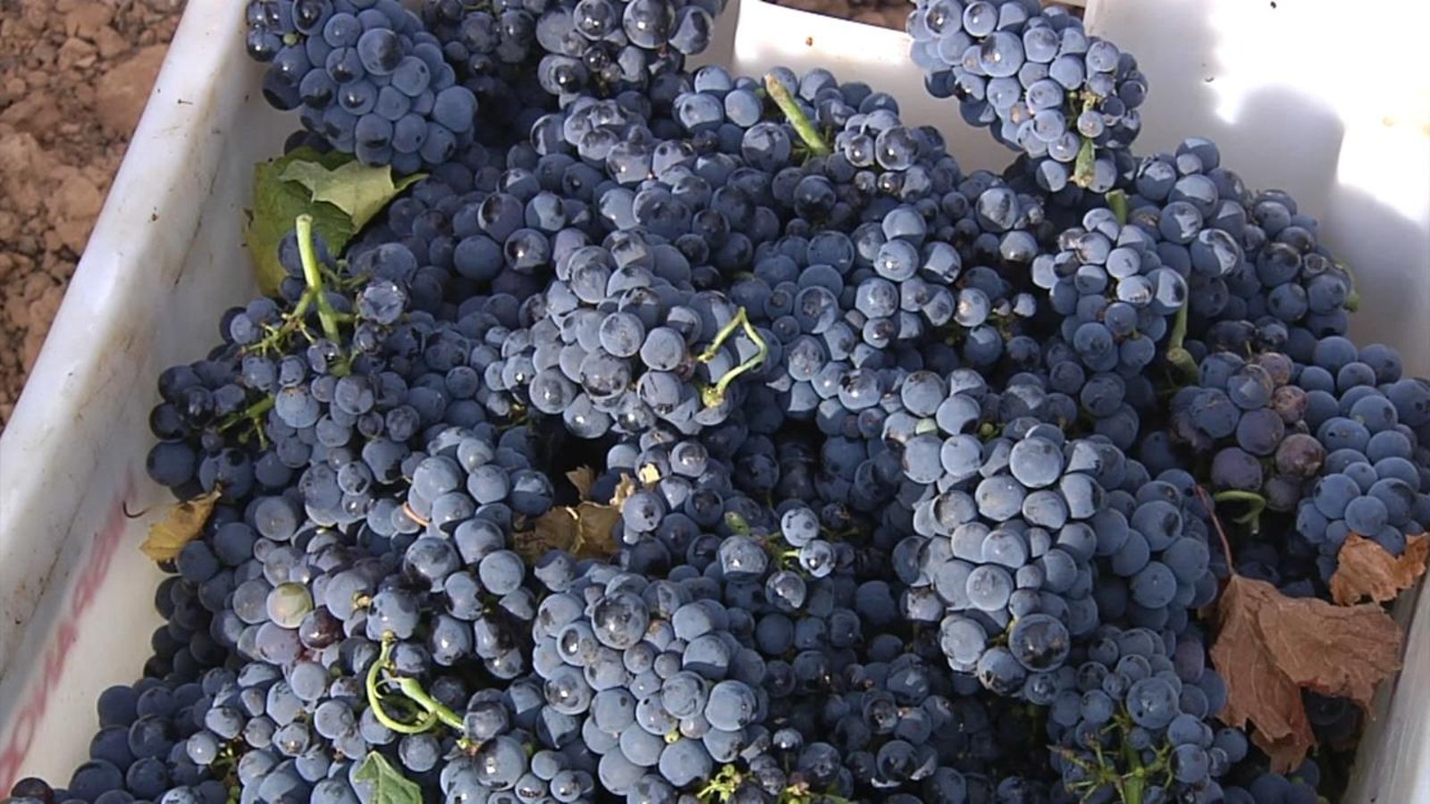 Comença la verema a la Comunitat Valenciana