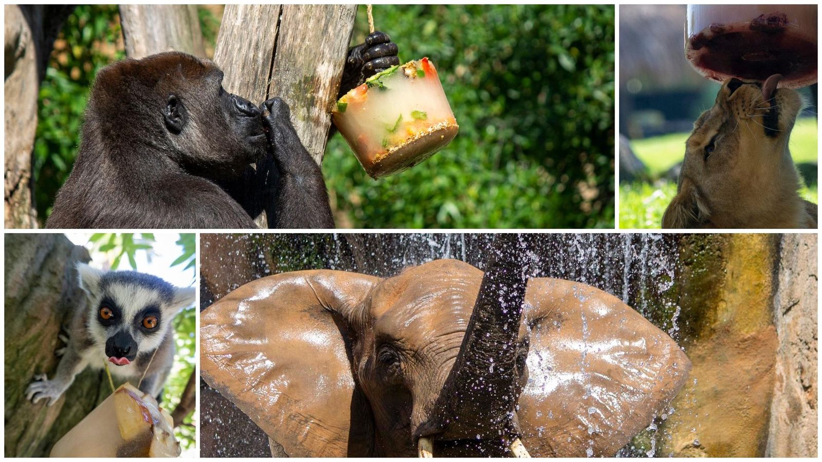 Els animals del bioparc combaten la calor amb gelats
