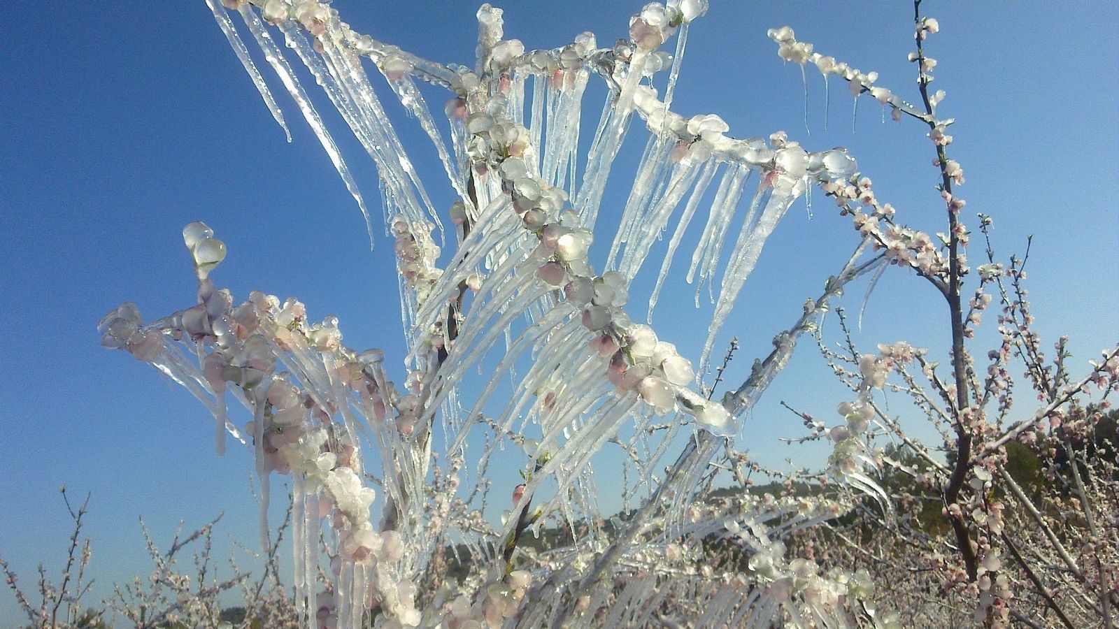 Imatge d'arxiu d'un arbre congelat