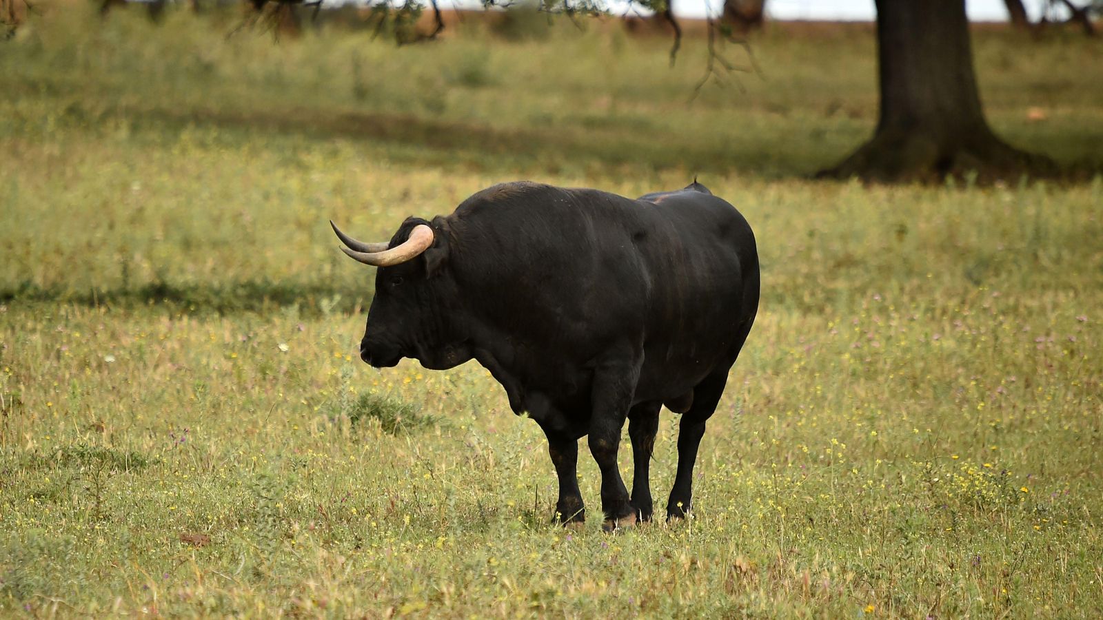 Imatge d'un bou brau en la natura