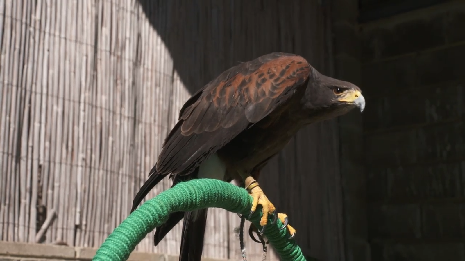 29.05.2022 | Animaldes, un món bestial