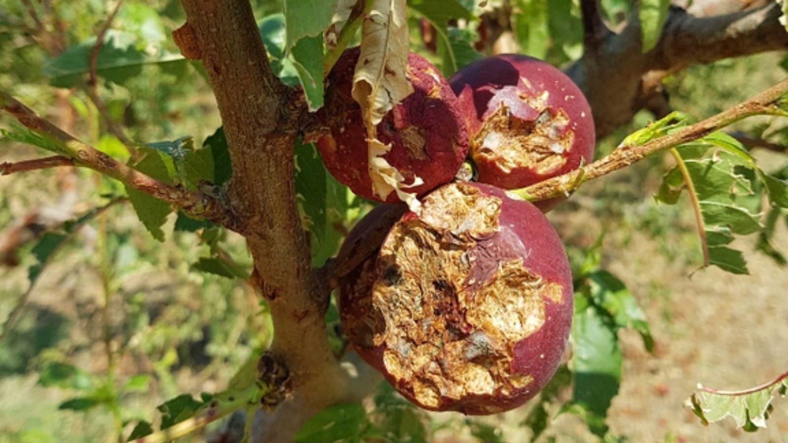 Les despeses per les pèrdues al camp han costat vora 89 milions d’euros a la Comunitat Valenciana