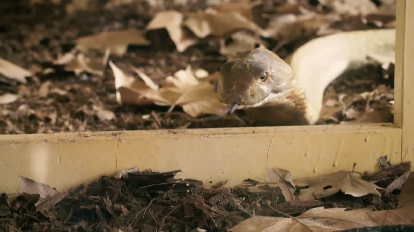 12.08.2018 | Una casa plena de gallines