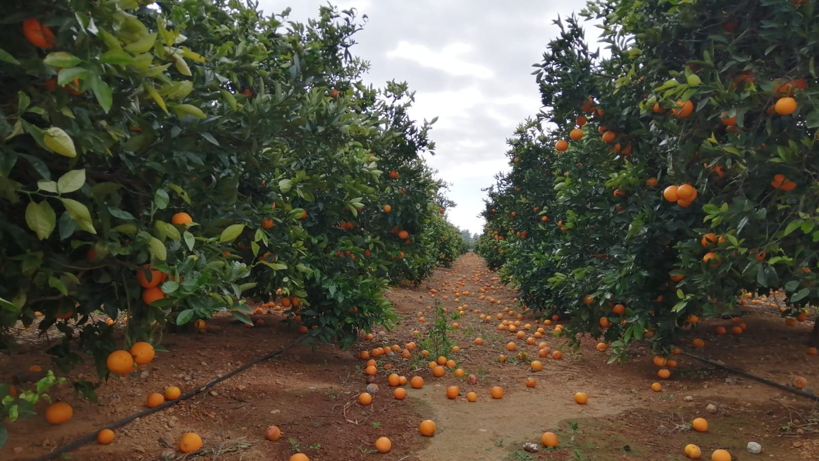 Un camp de taronges amb la collita penjant