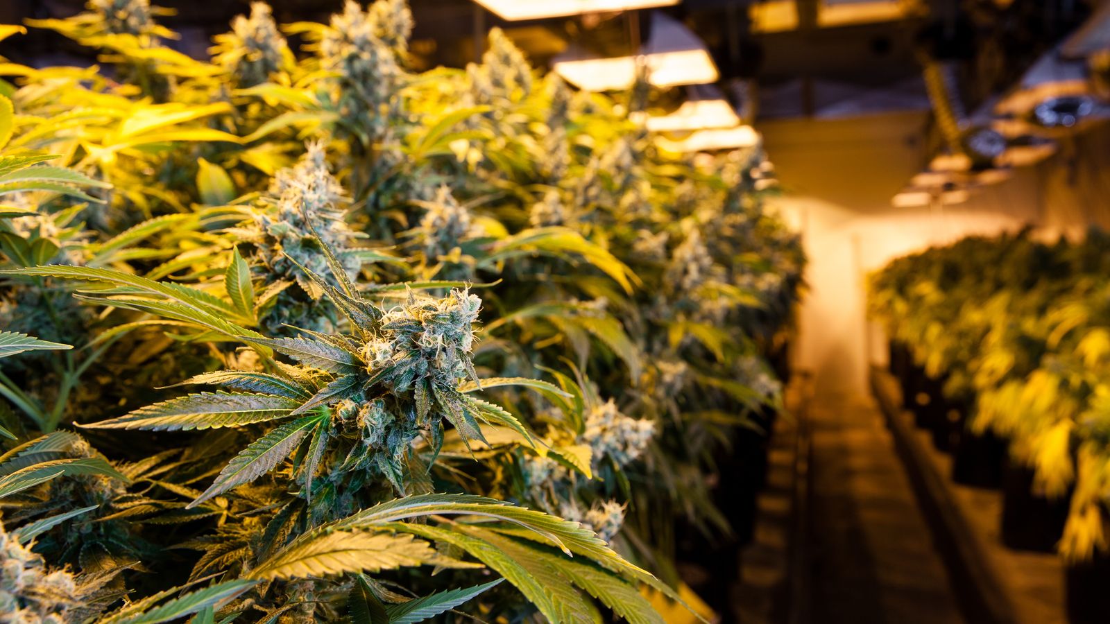 Plantació interior de marihuana