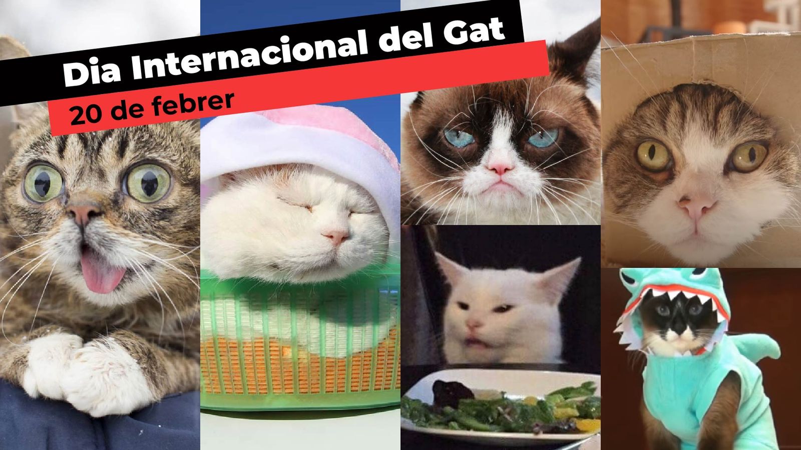 Grumpy Cat i altres celebritats felines d’internet