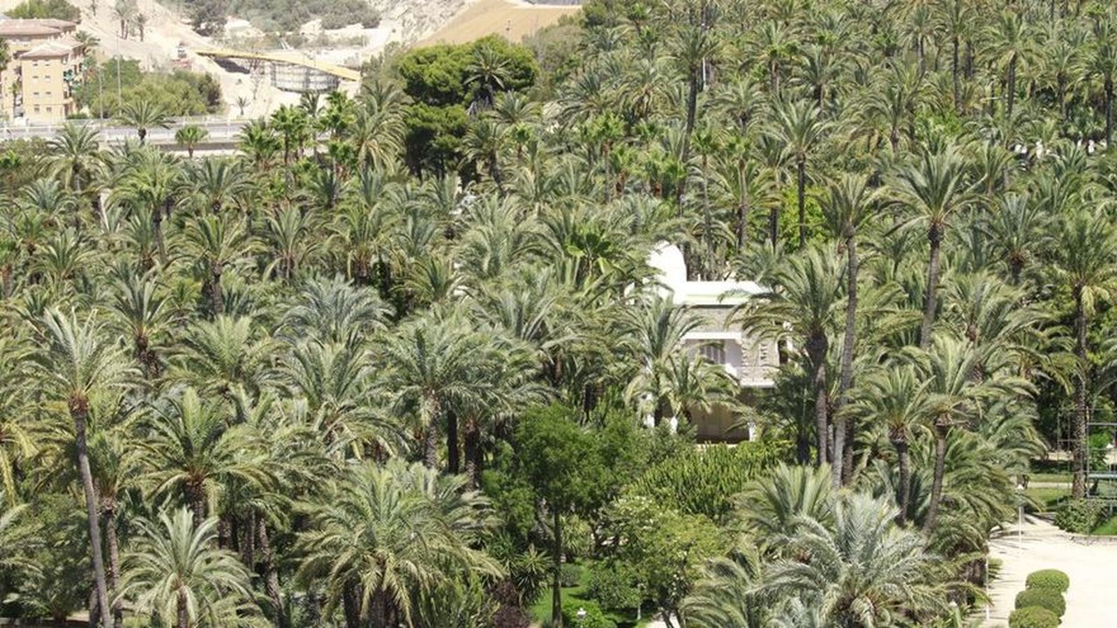 Una panoràmica del palmerar