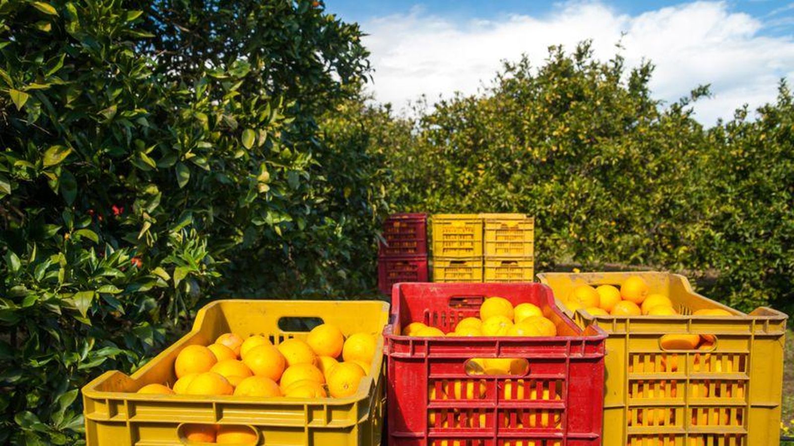 Imatge d'arxiu d'un camp de taronges