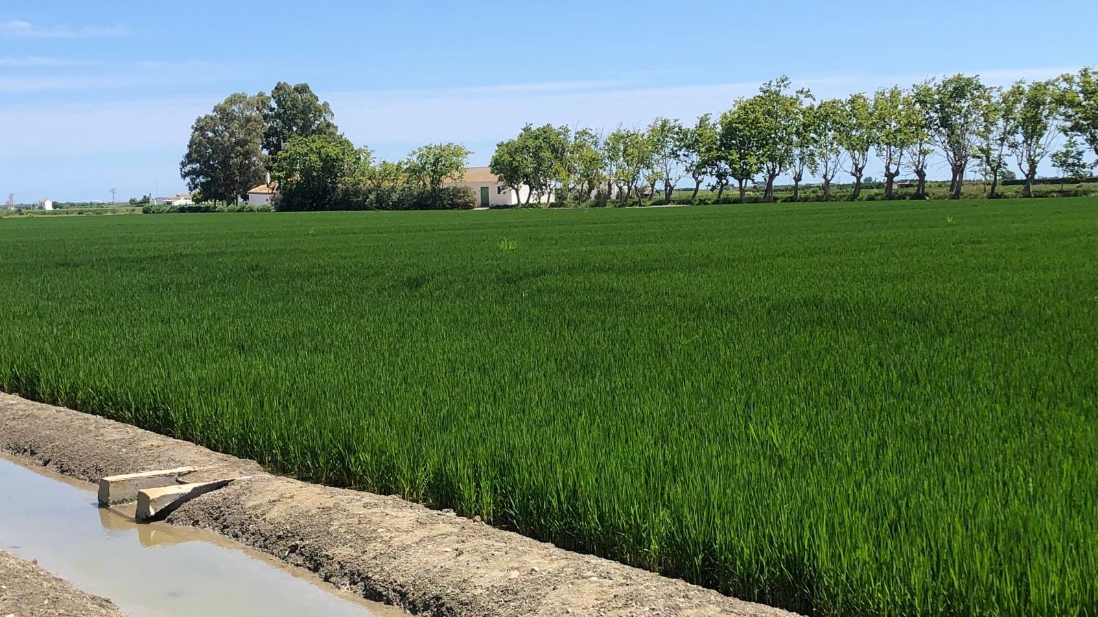 Un arrossar de l'entorn de l'Albufera
