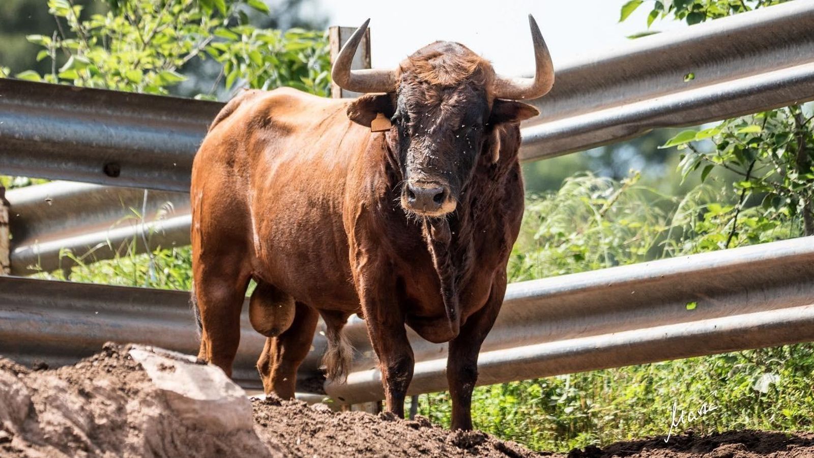 Un dels bous de la ramaderia La Espuela