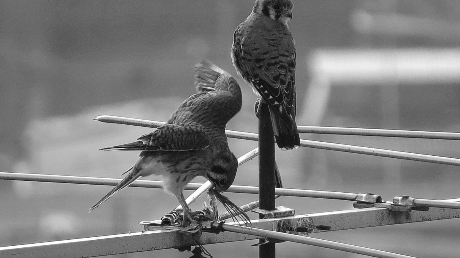 Moren 1.400 aus per electrocucions o xocs amb línies elèctriques a la Comunitat Valenciana