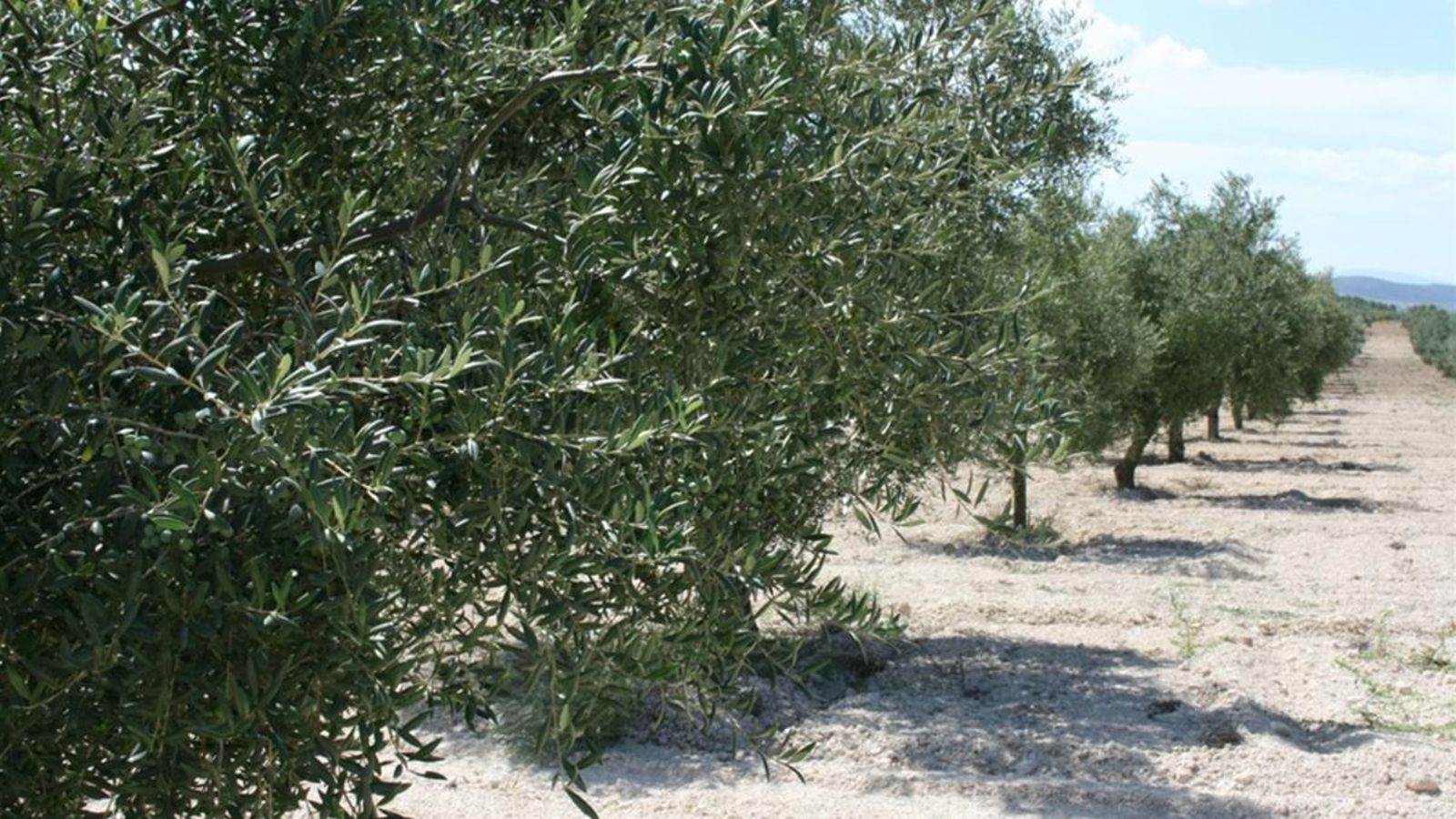 Els agricultors asseguren que el sector oleícola valencià s'està quedant arrere en el procés de transformació a regadiu