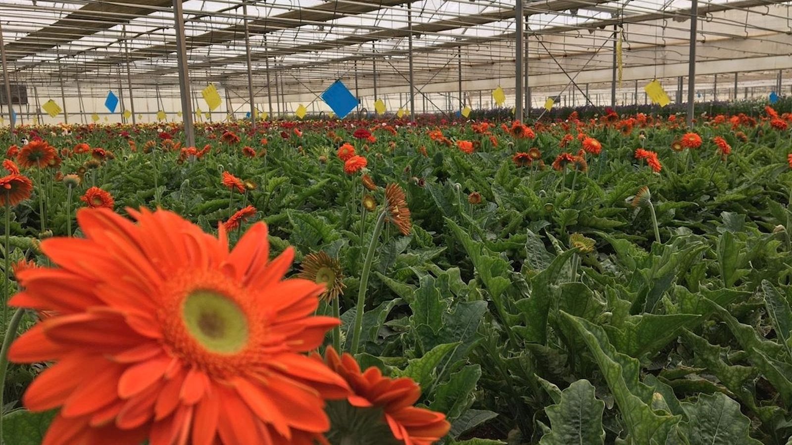 El Consell destina 2,6 milions d'euros als vivers i protectores d'animals