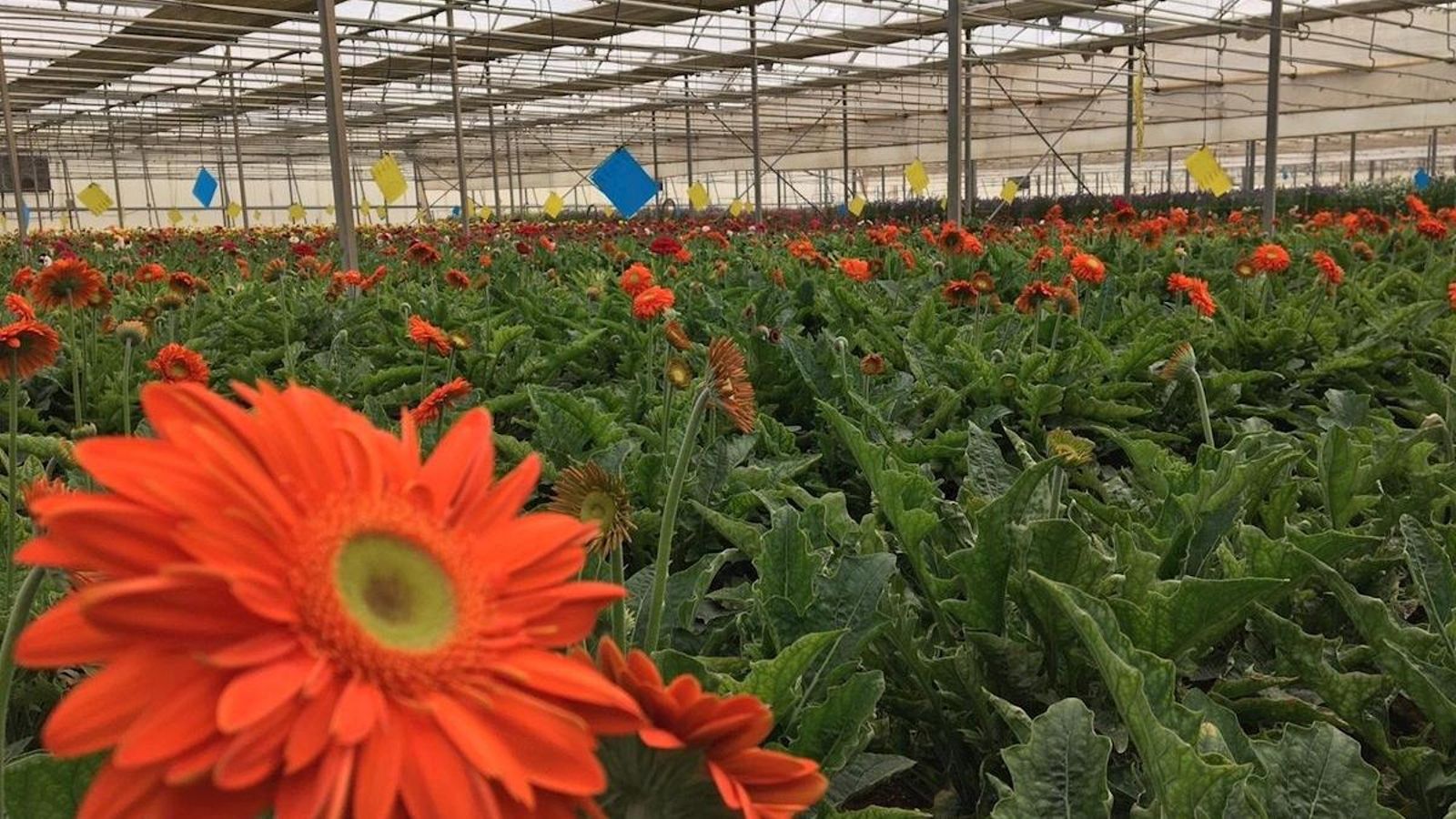 El Consell destina 2,6 milions d'euros als vivers i protectores d'animals