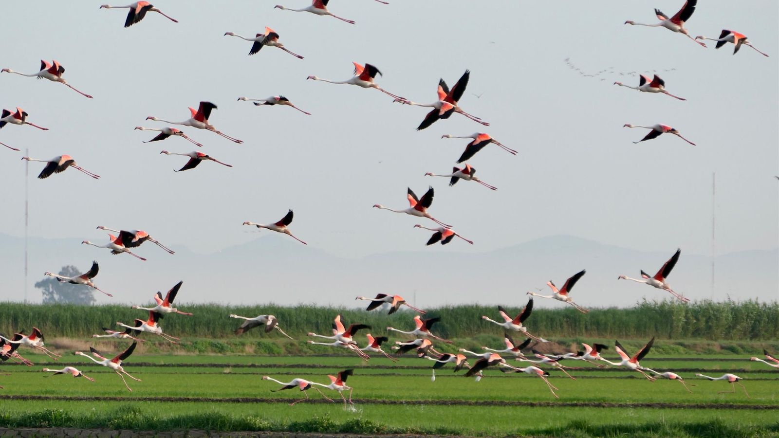 SUECA, LA RIBERA BAIXA