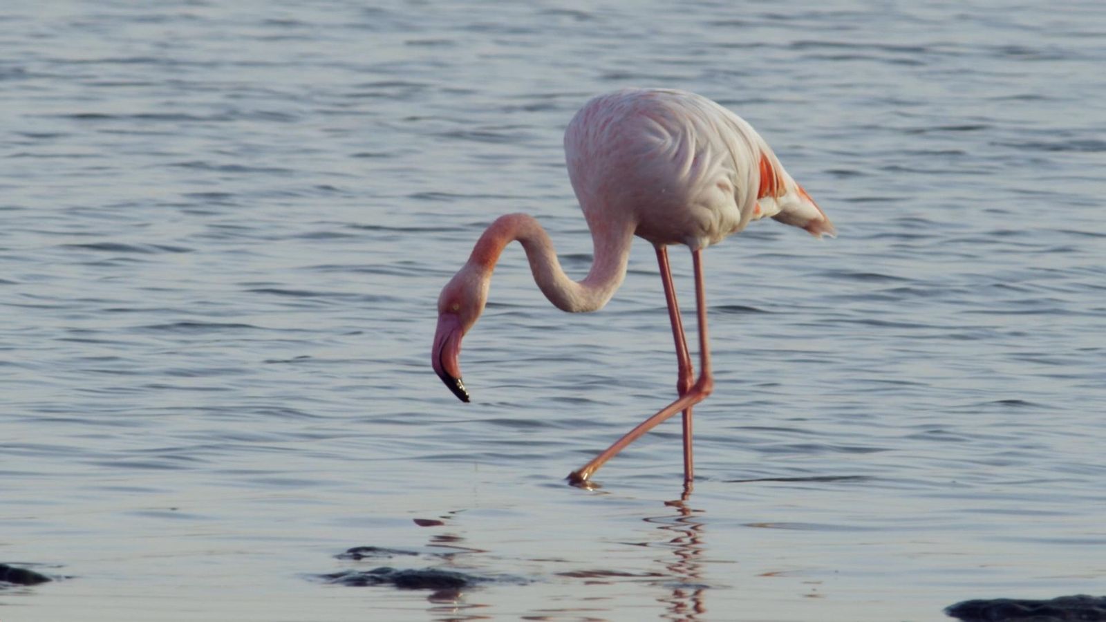Salines de Santa Pola