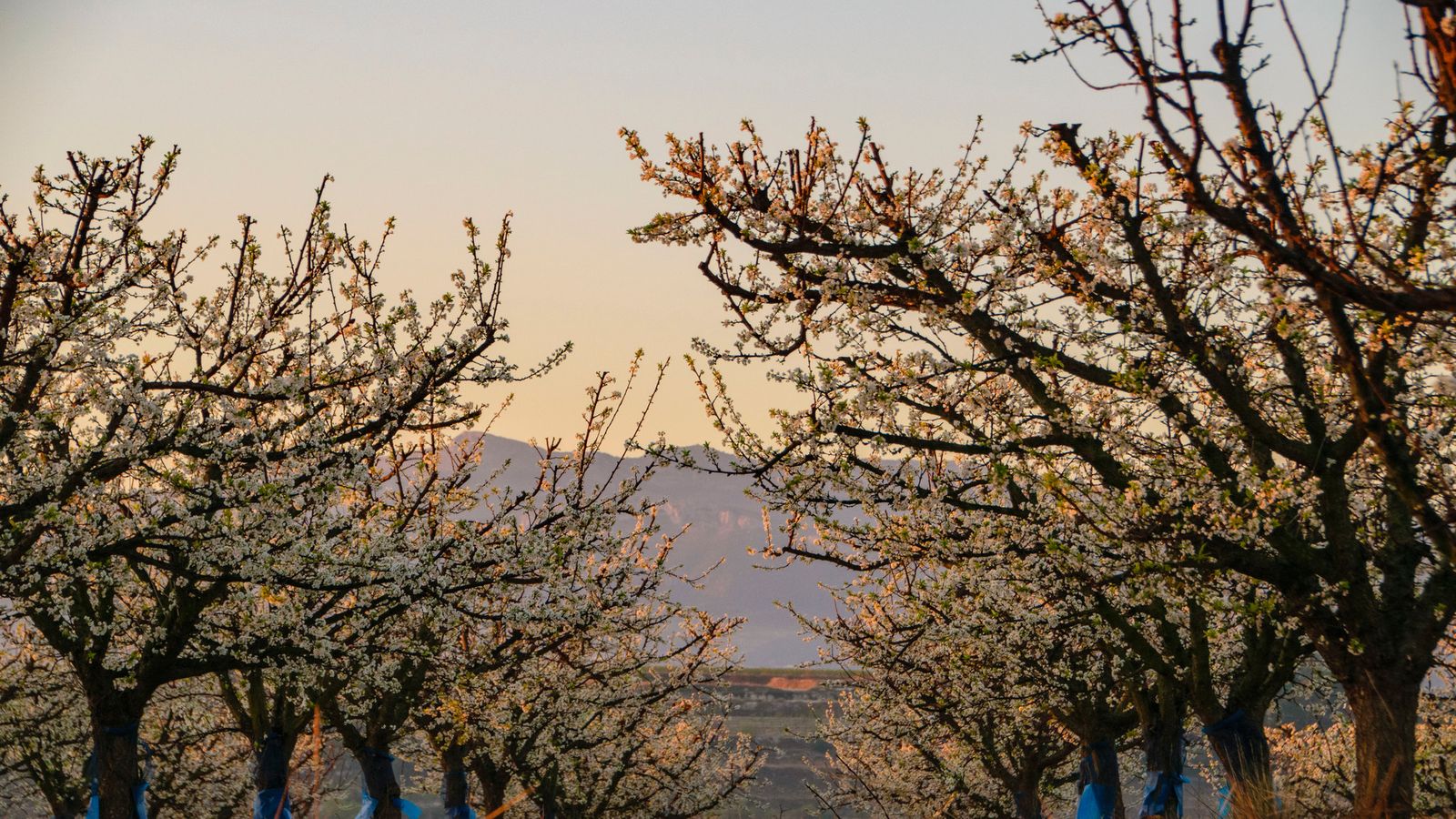 1.L'OLLERIA, LA VALL D'ALBAIDA, M NIEVES SANCHEZ (3)