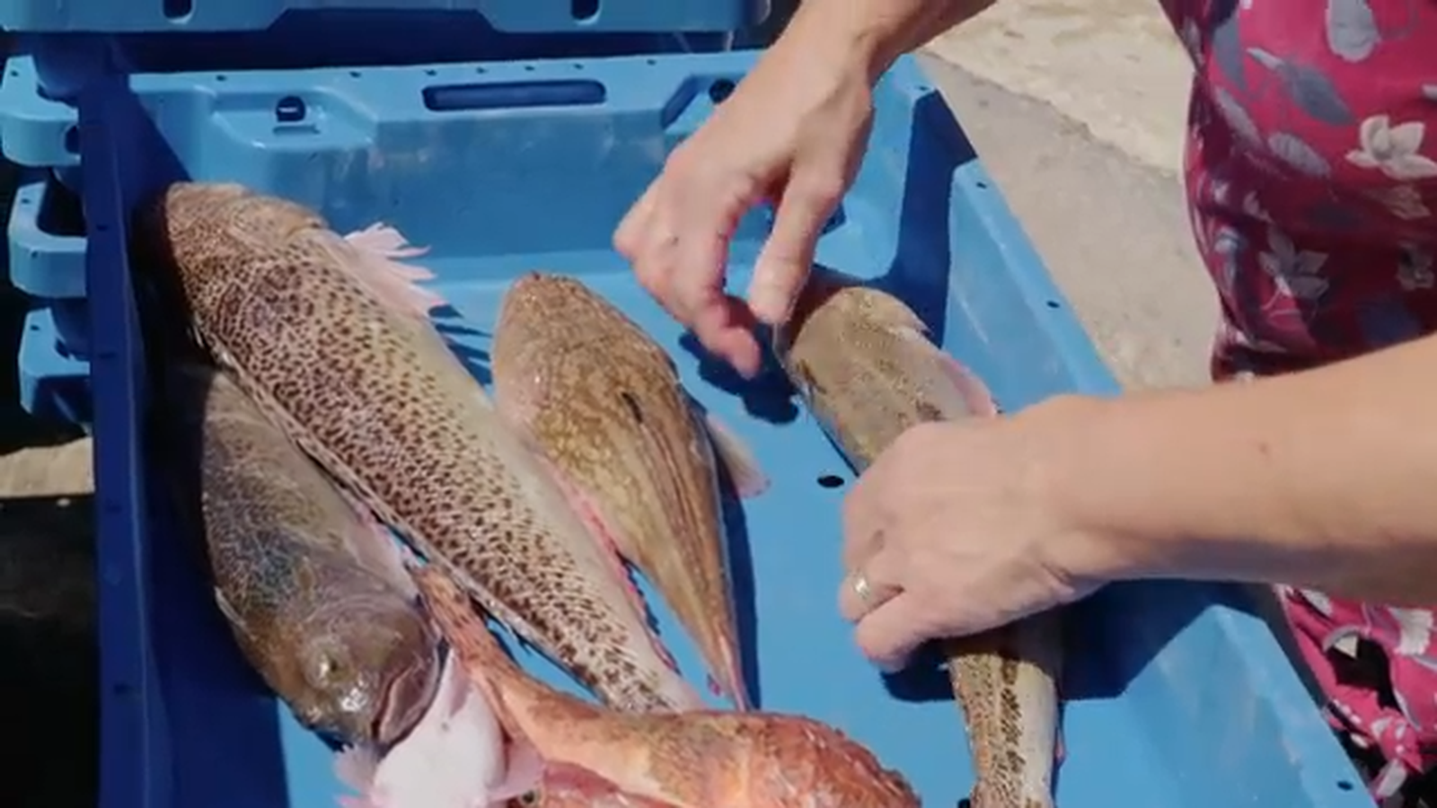 De mar i bancal | Ens posem les botes