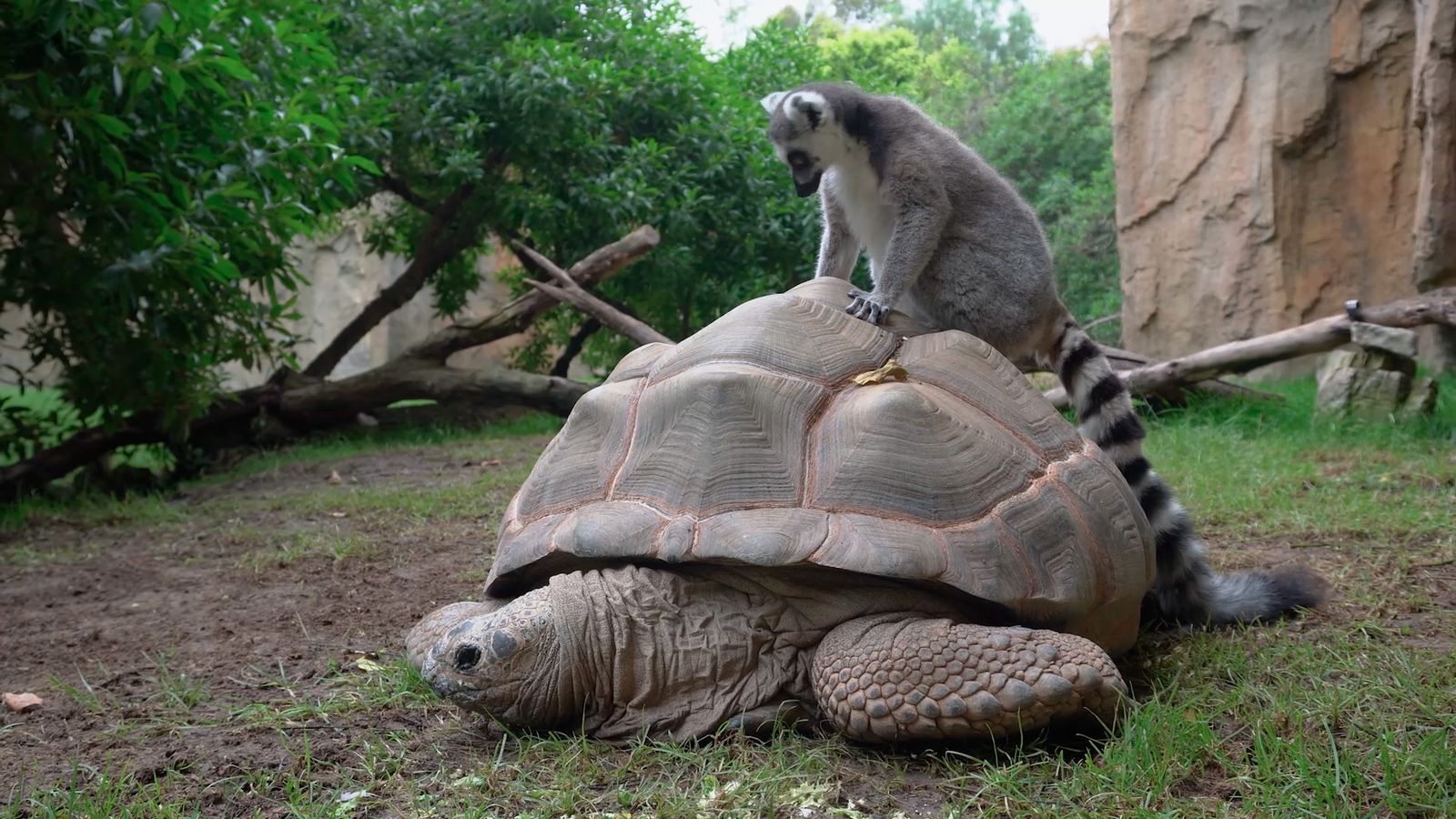 Animalades | ANIMALADES, UN MÓN BESTIAL T6 26
