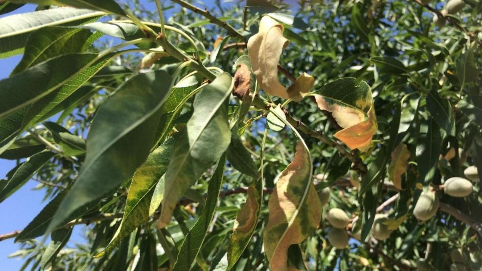 Fulles d'ametler seques per l'acció de 'Xylella fastidiosa' en un camp d'Alacant