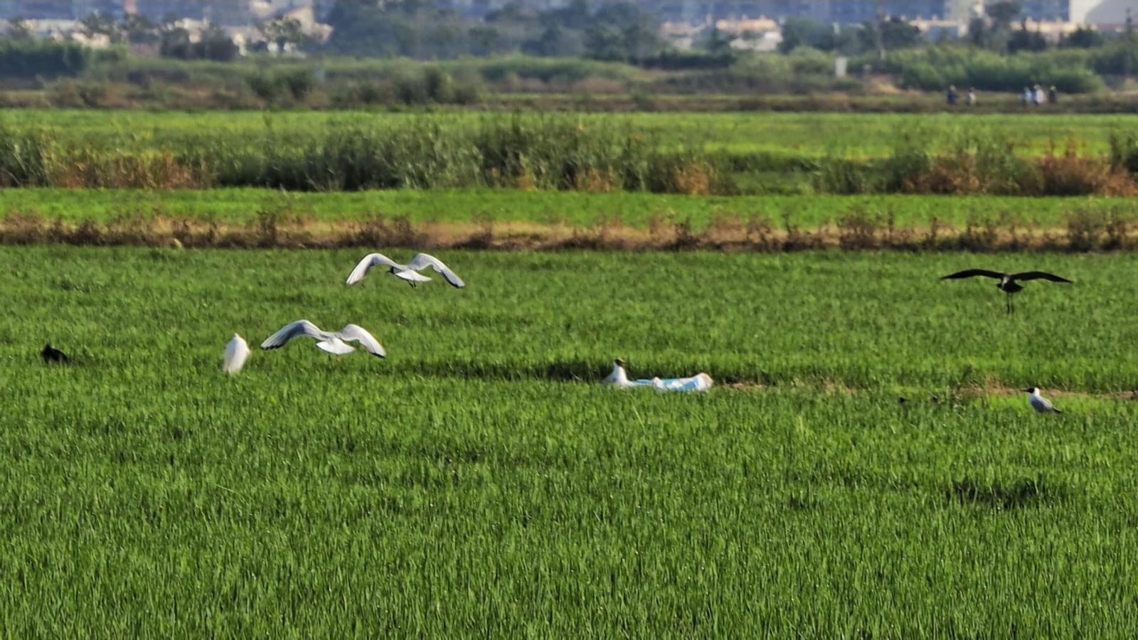 La marjal de Favara-Cullera, la Ribera Baixa