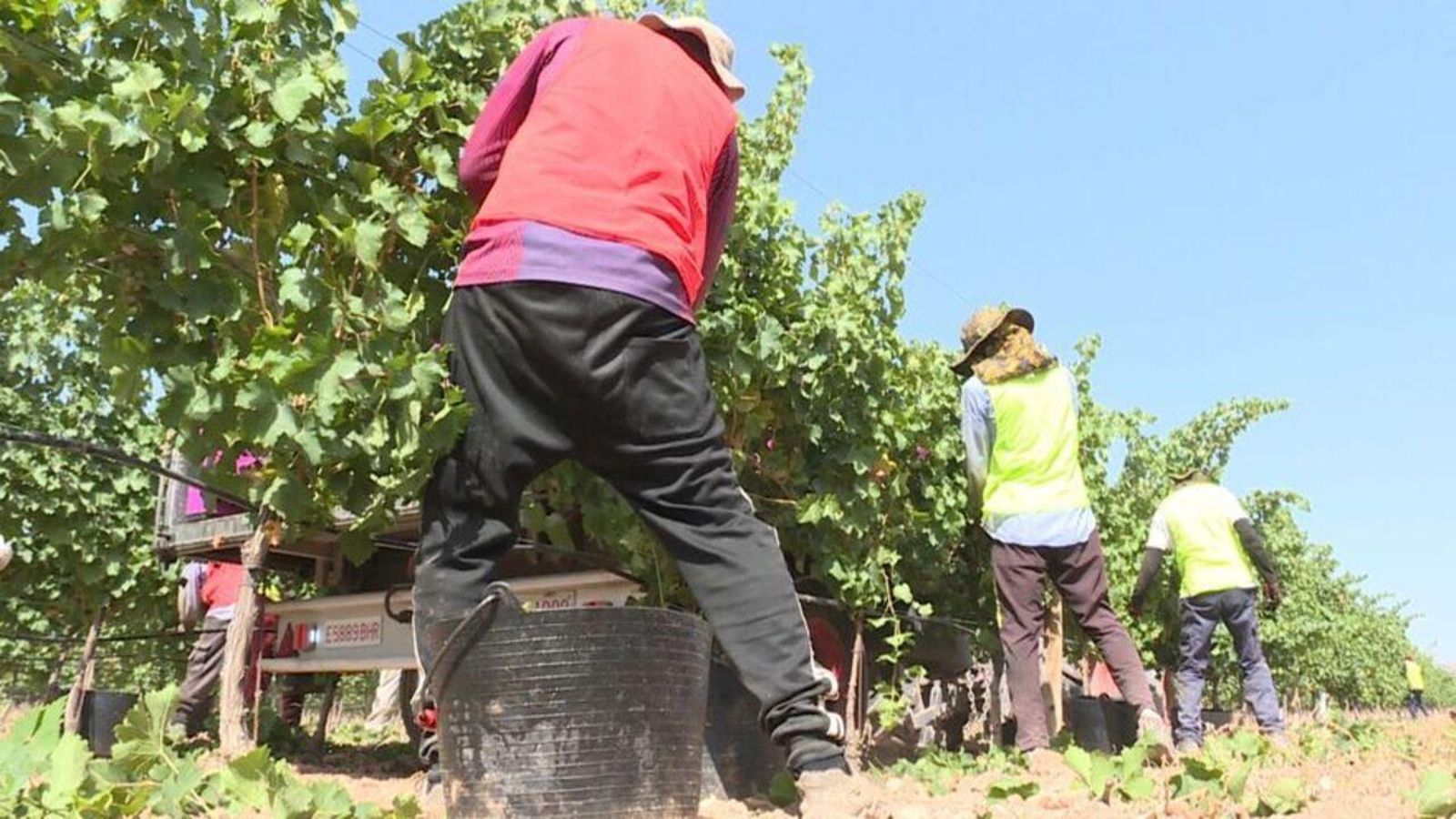 La verema comença durant la segona quinzena d'agost