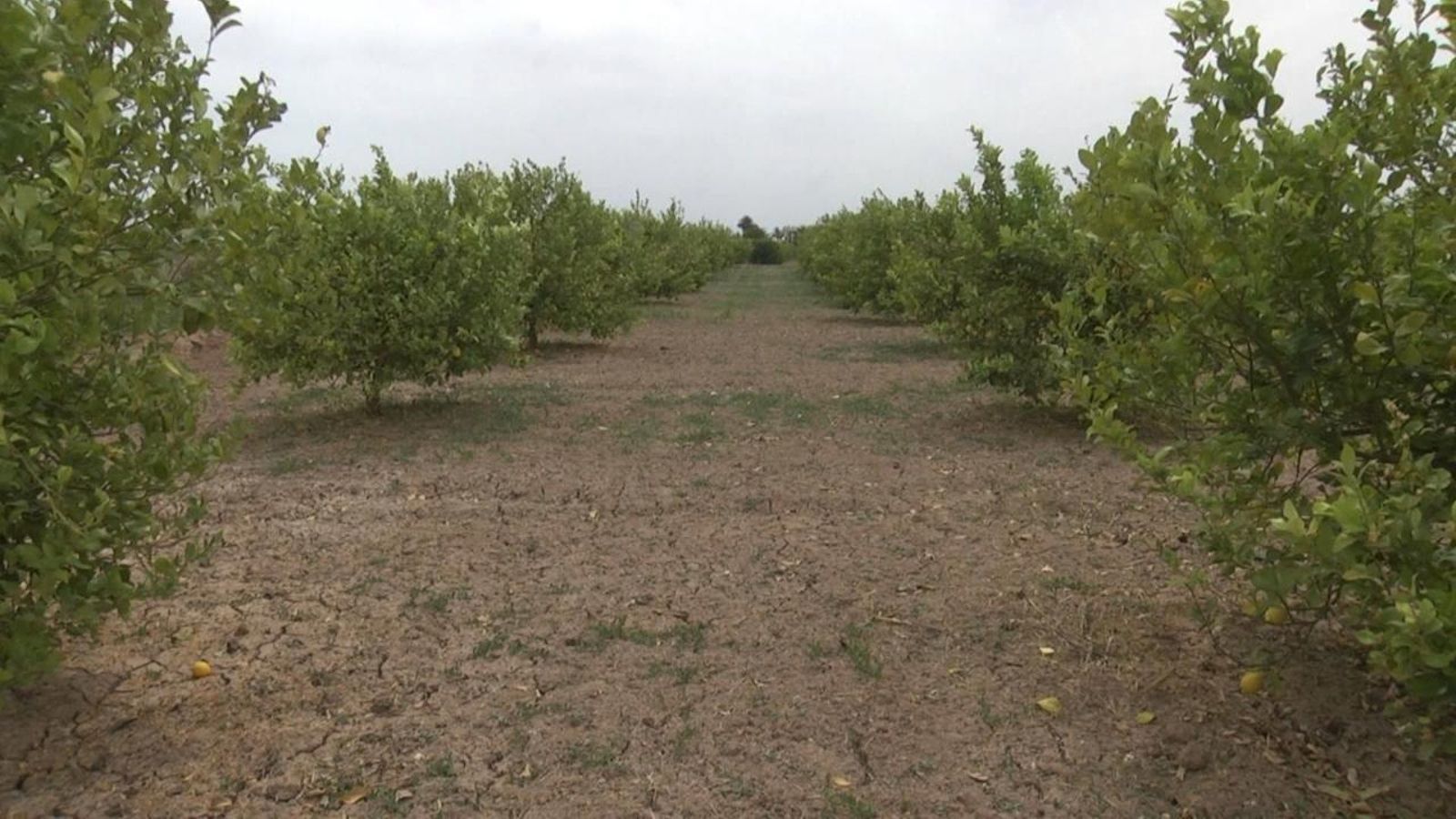 El futur dels cítrics, a debat