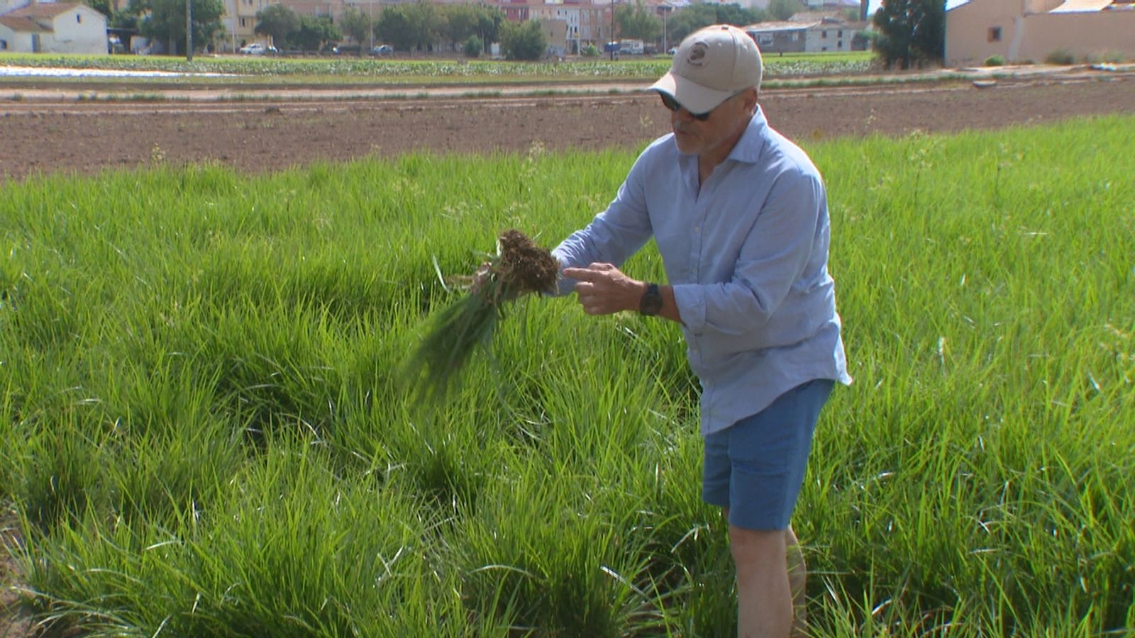 La xufa perd producció a causa de la calor
