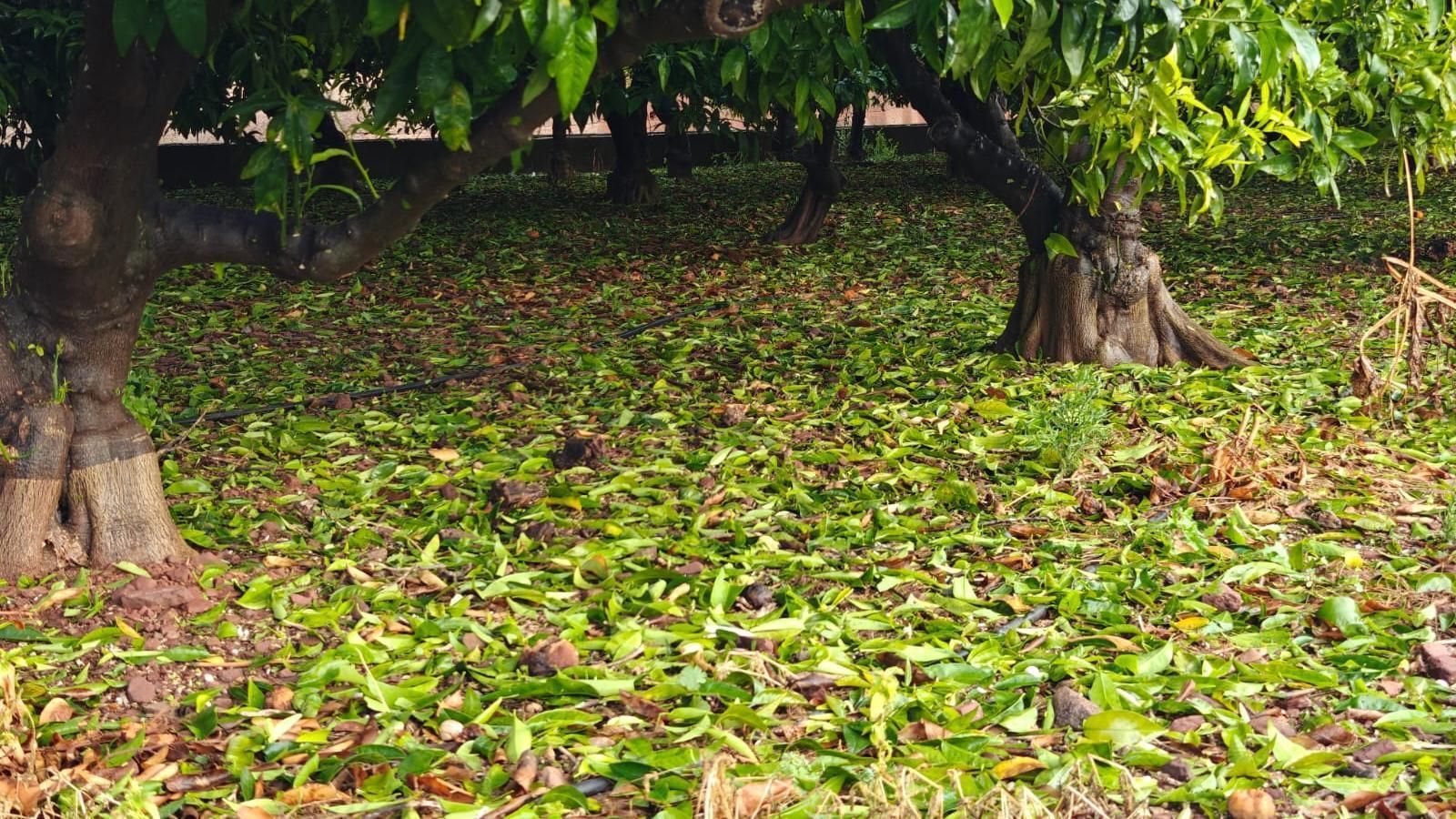 El granís afecta els cultius de les comarques de l'interior central