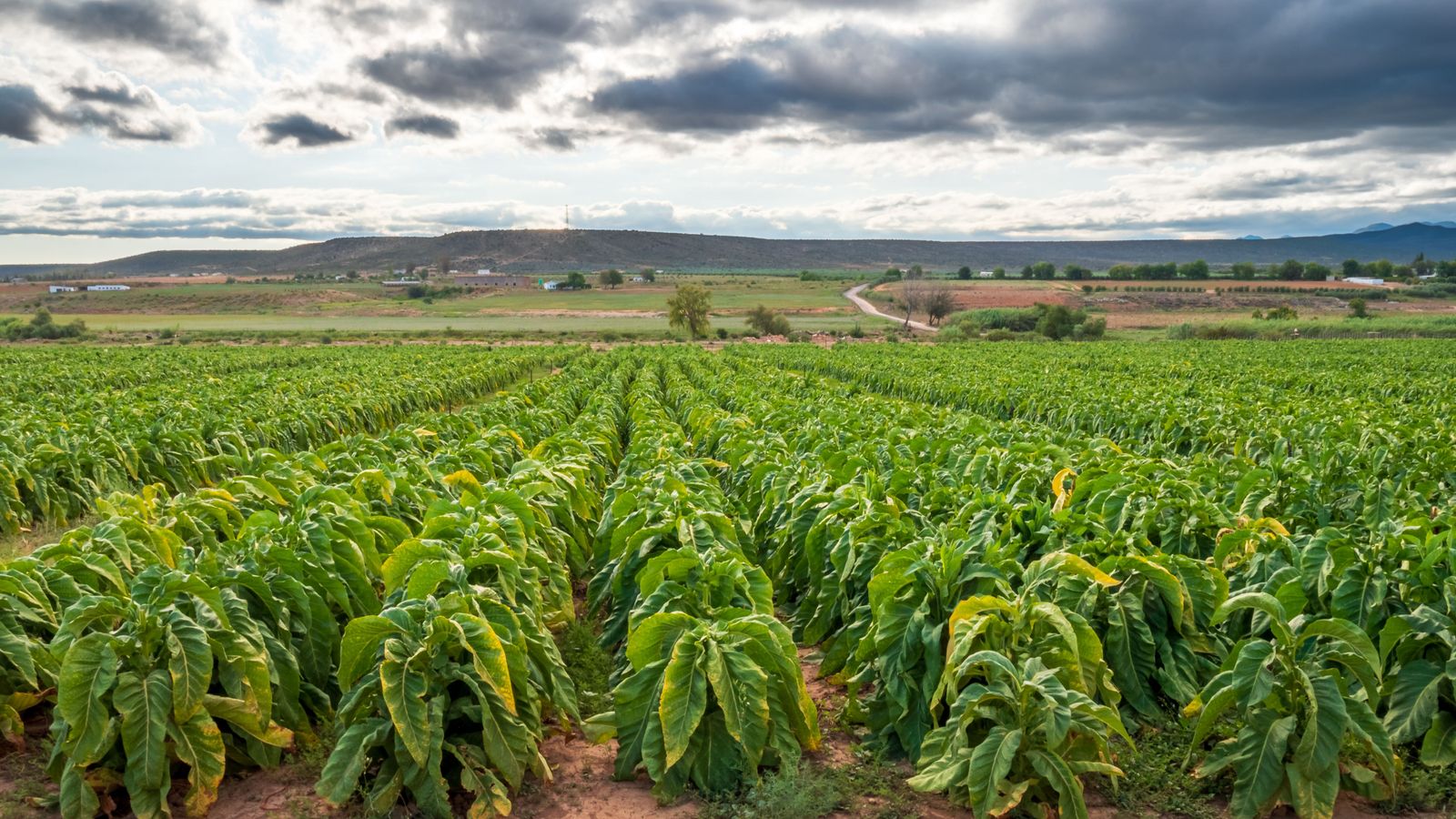 Imatge d'arxiu d'una plantació de tabac de Sudàfrica