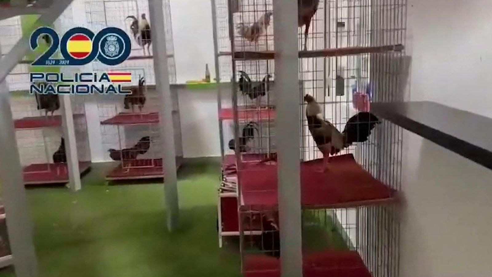 Detingut per tercera vegada l'amo de la gallera El Chato d'Asp