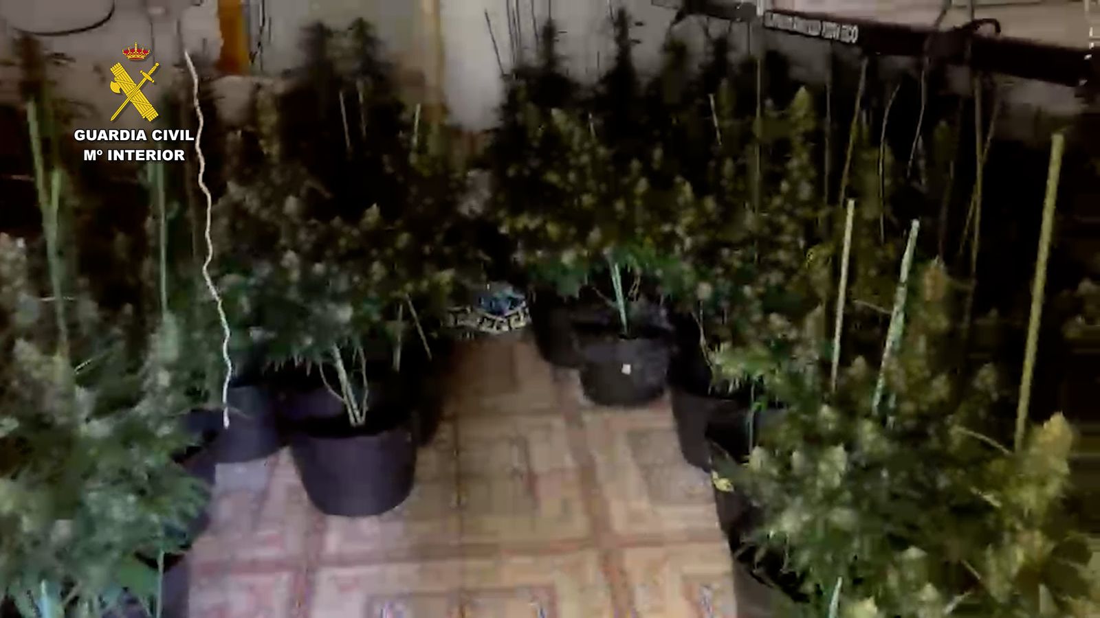 Plantes de marihuana intervingudes en l'operació Canamendo