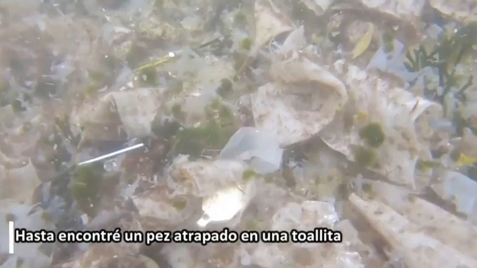 VÍDEO | Preocupants imatges dels plàstics i mascaretes que contaminen el fons marí d’Alacant