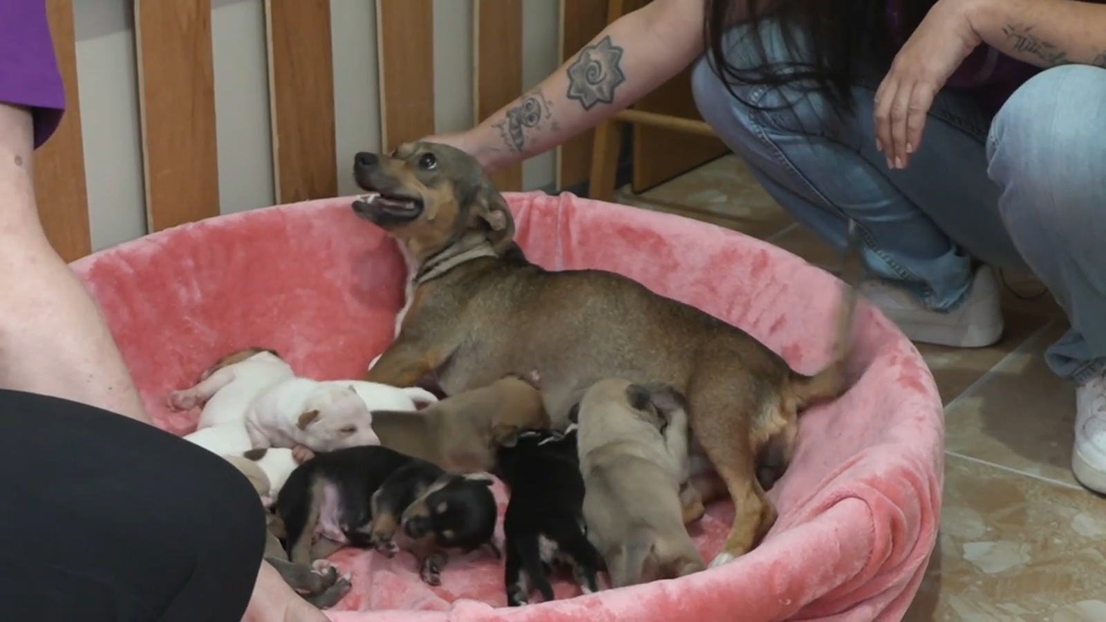 13.12.2025 | Amor animal