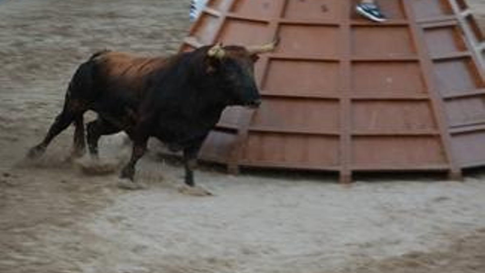 Bous al carrer a Xàbia