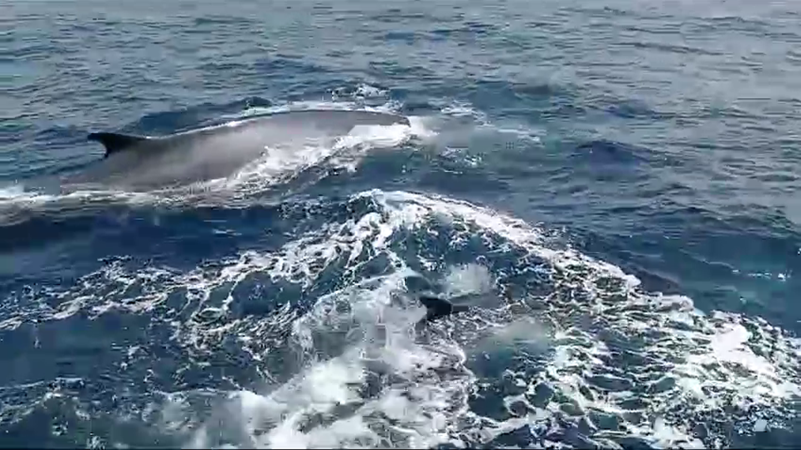 Rorquals nadant prop de Tabarca