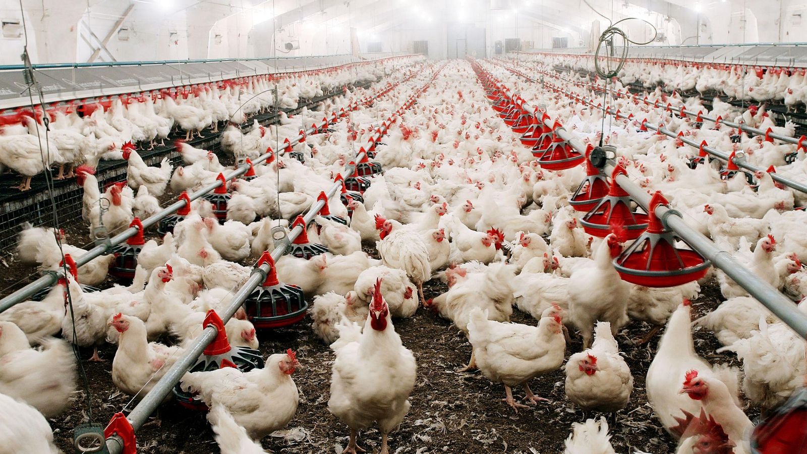 Imatge d'arxiu d'una granja de gallines