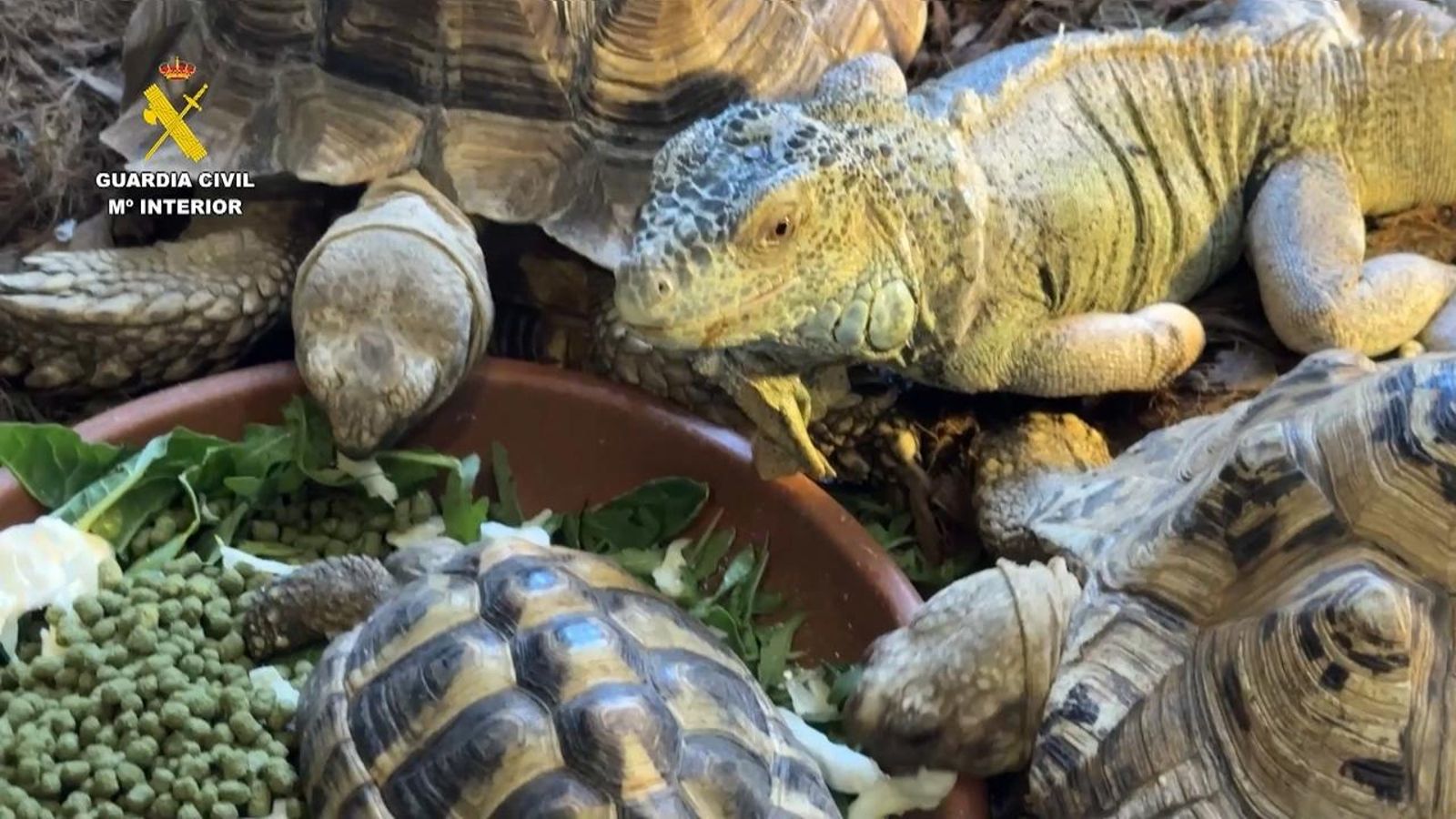 Animals intervinguts per la Guàrdia Civil