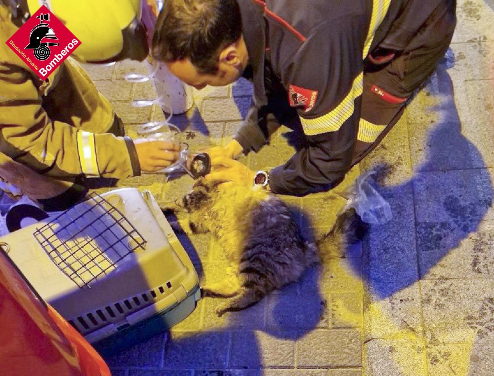 Els bombers d'Alacant tracten de reanimar amb oxigen el gat del domicili incendiat