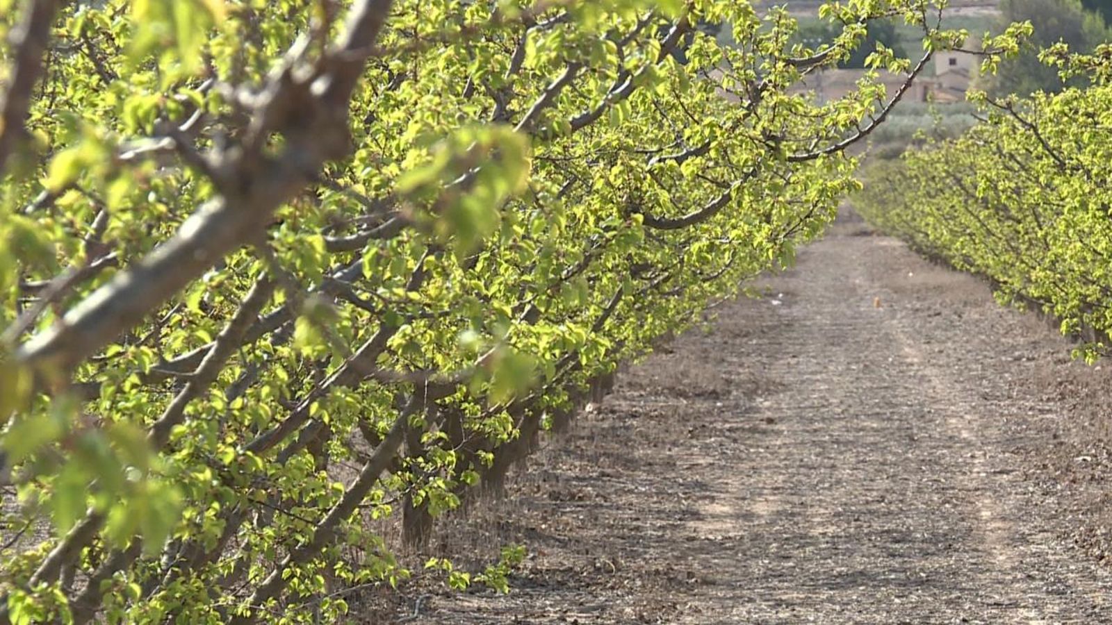 El camp de Salines s'asseca per falta de reg