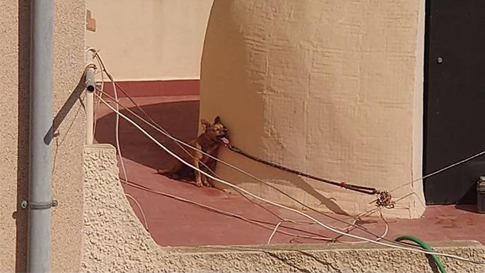 El gos a la terrassa on va ser abandonat