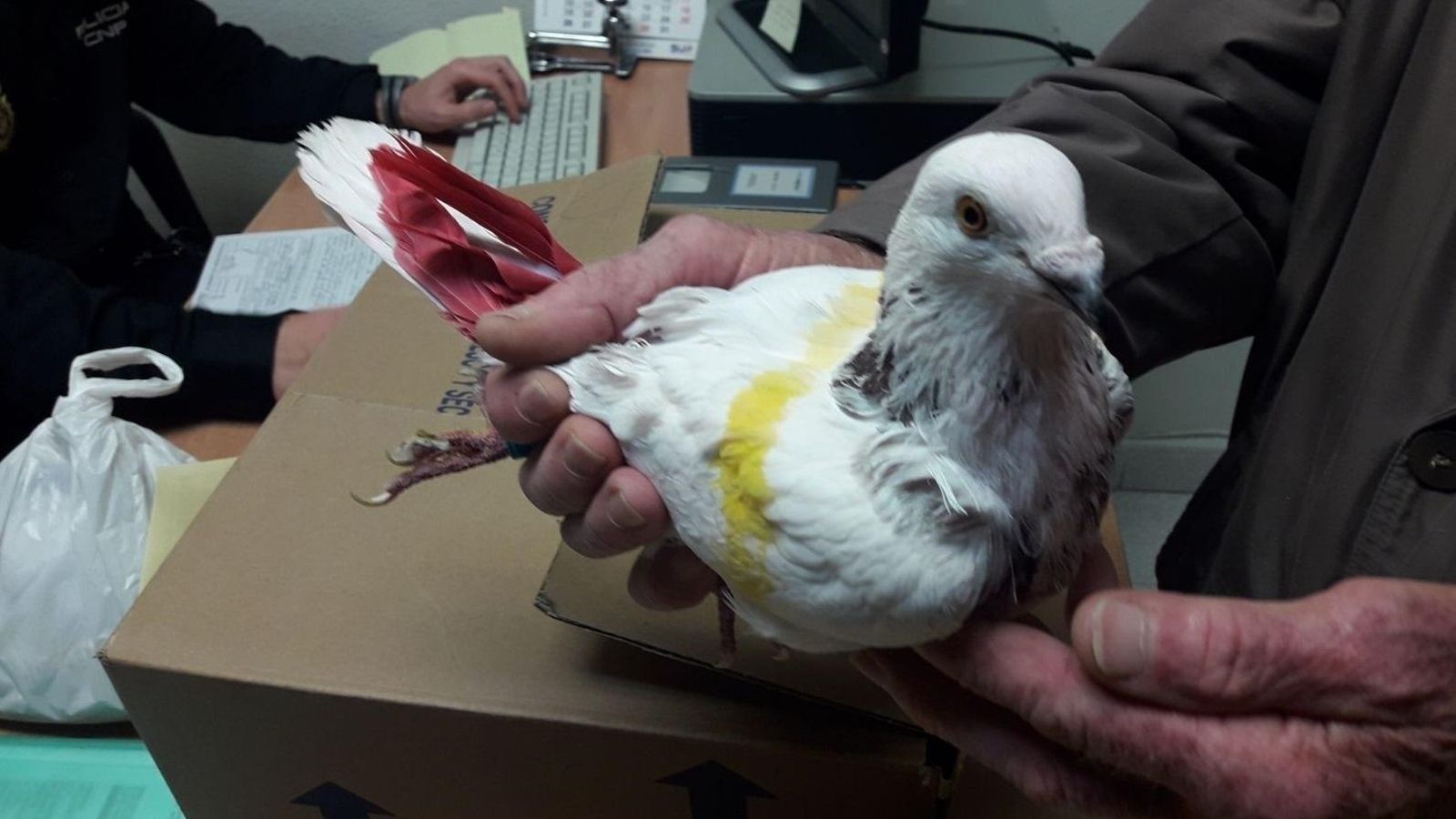 Un colom de competició