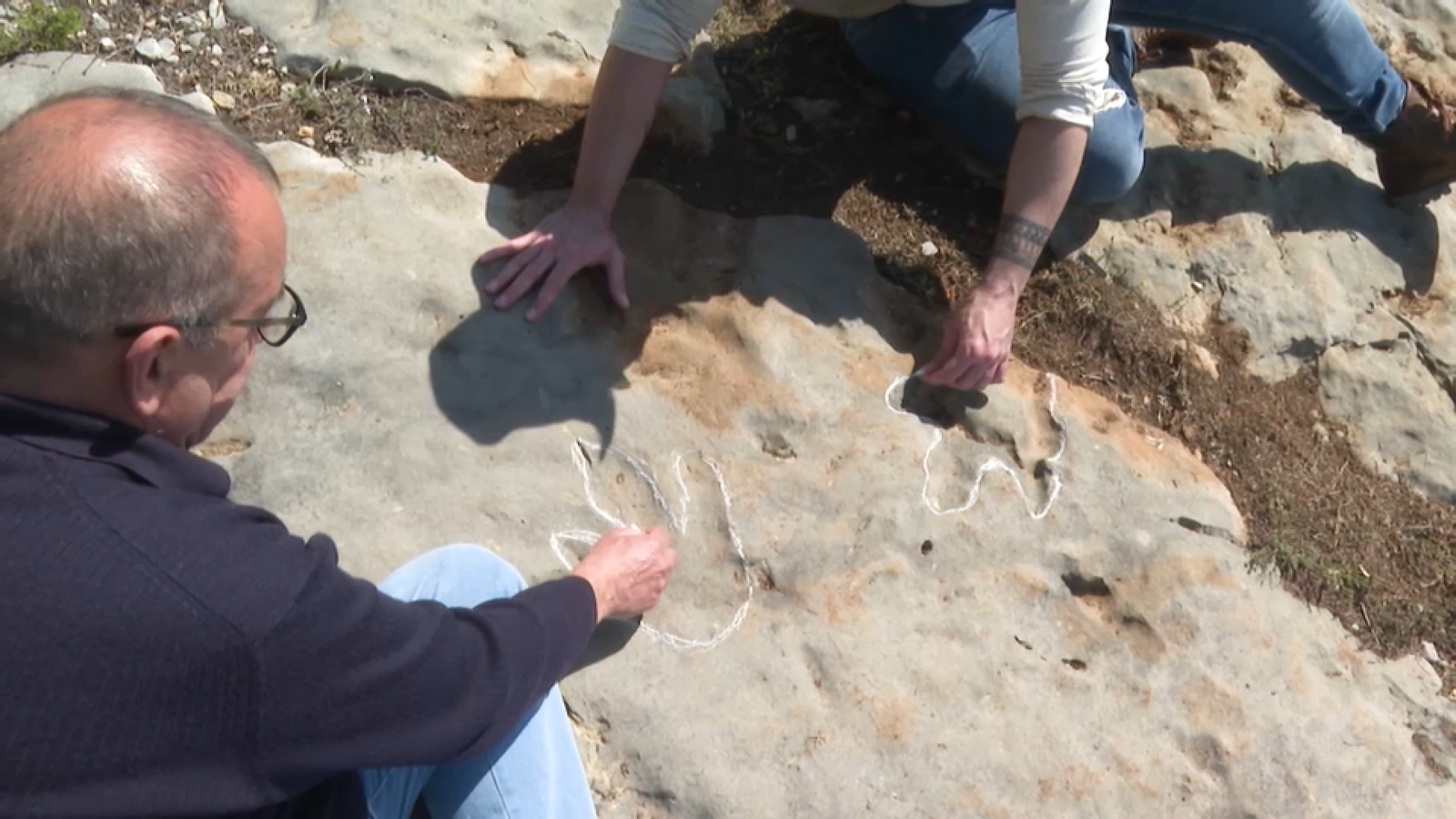 dinosaures Morella