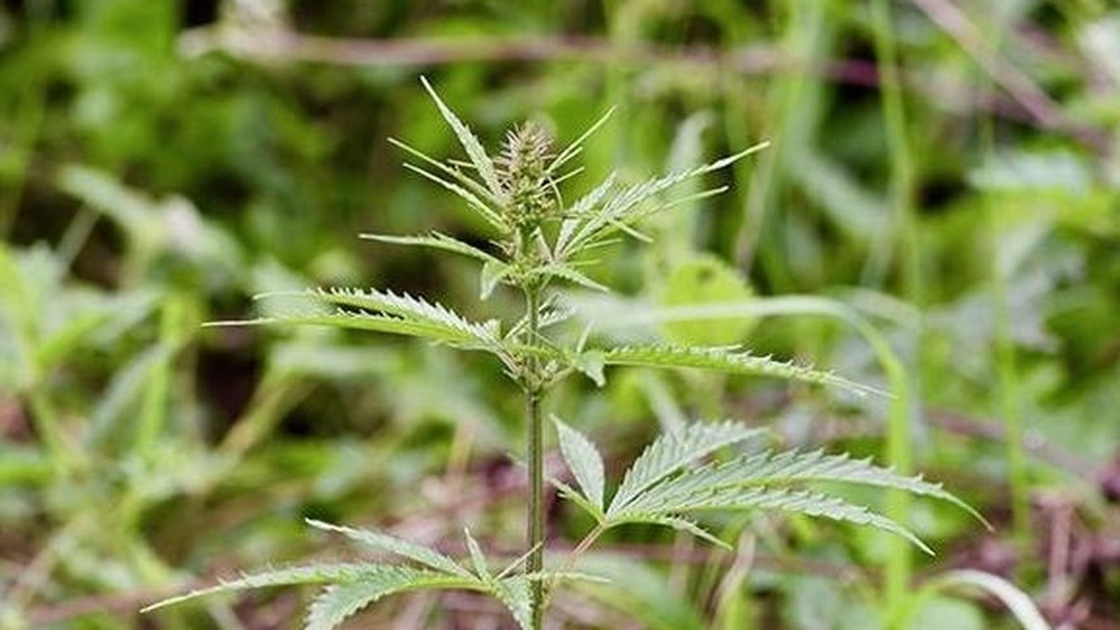 Imatge d'arxiu de la planta salvatge del cannnabis