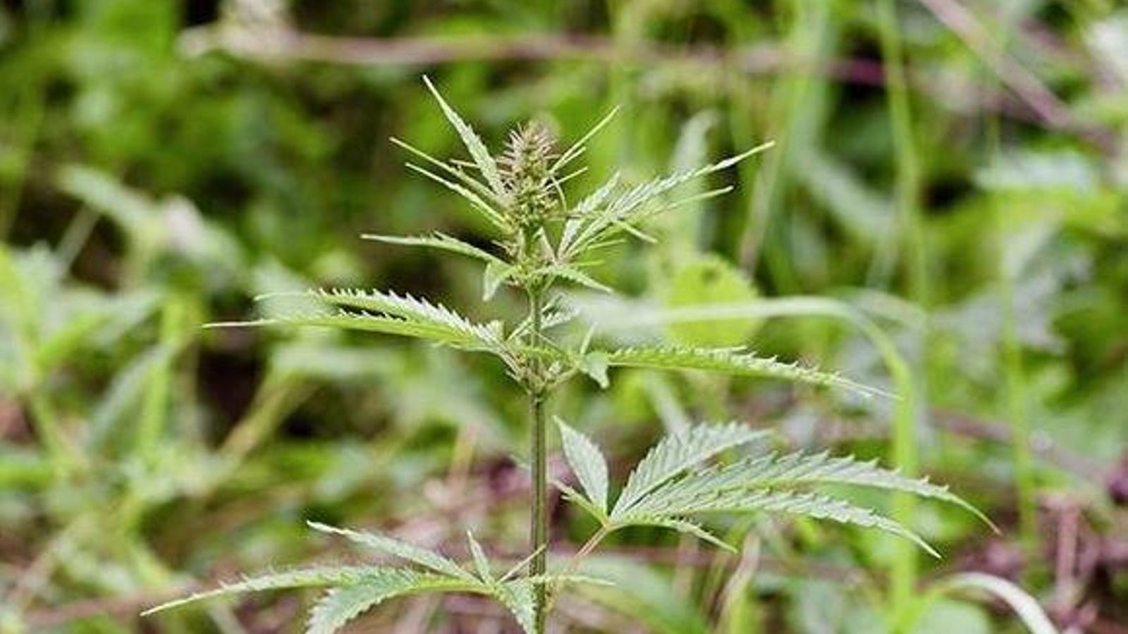 Imatge d'arxiu de la planta salvatge del cànnabis Imatge d'arxiu de la planta salvatge del cannnabis