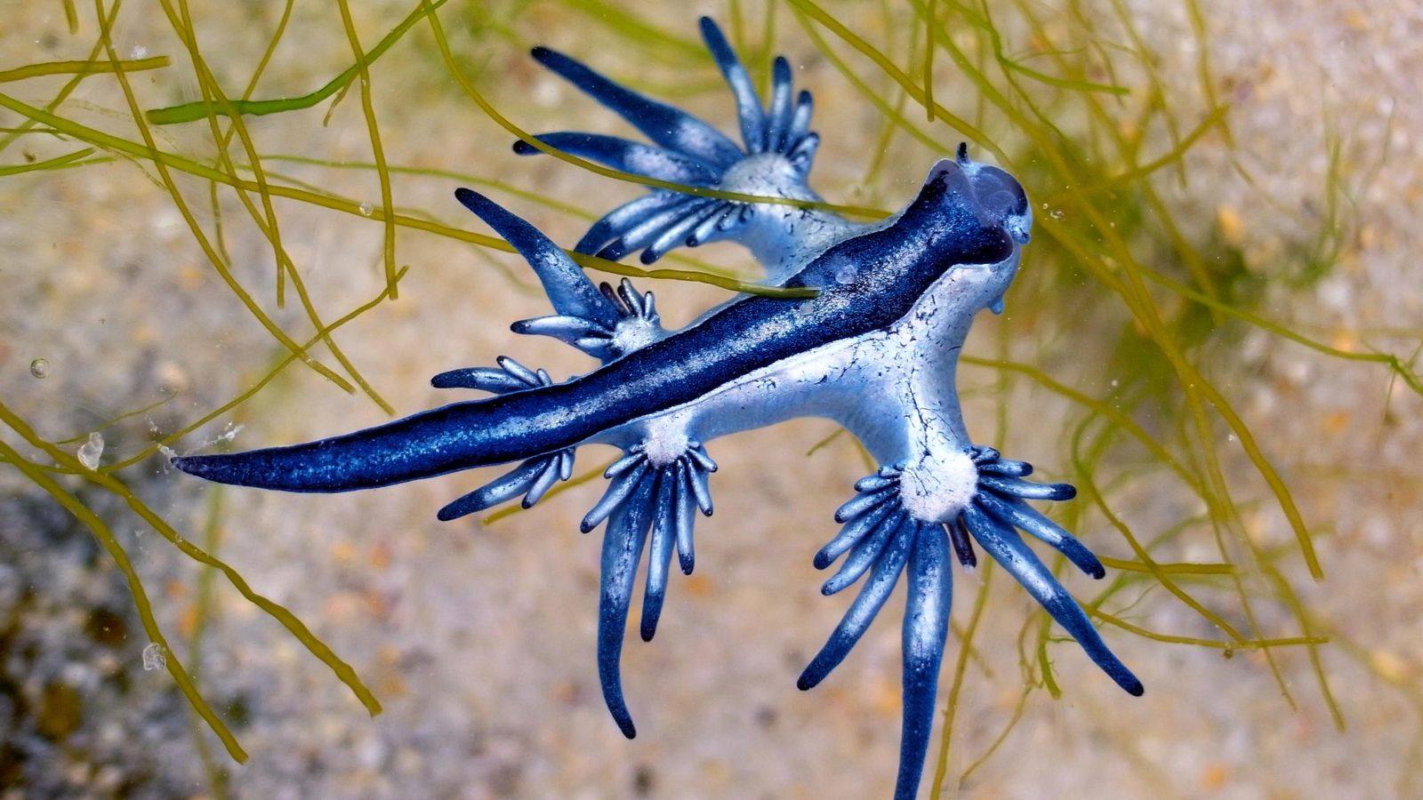 Dragonet Blau (Glaucus Atlanticus)