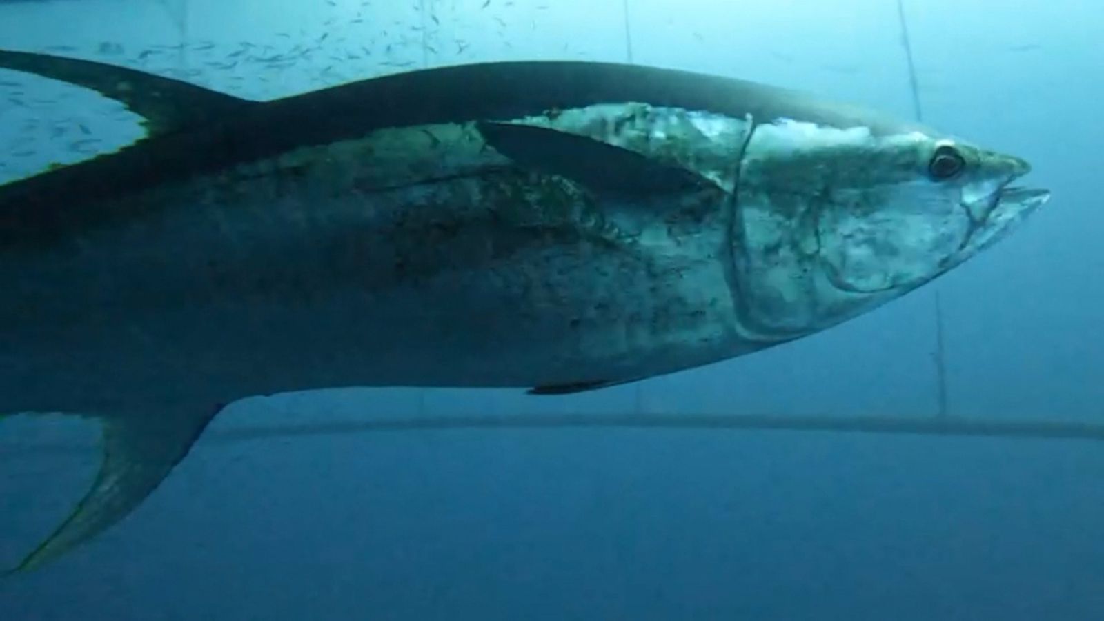 Les confraries de pescadors es queixen de la sobrepoblació de tonyines i dofins al Mediterrani