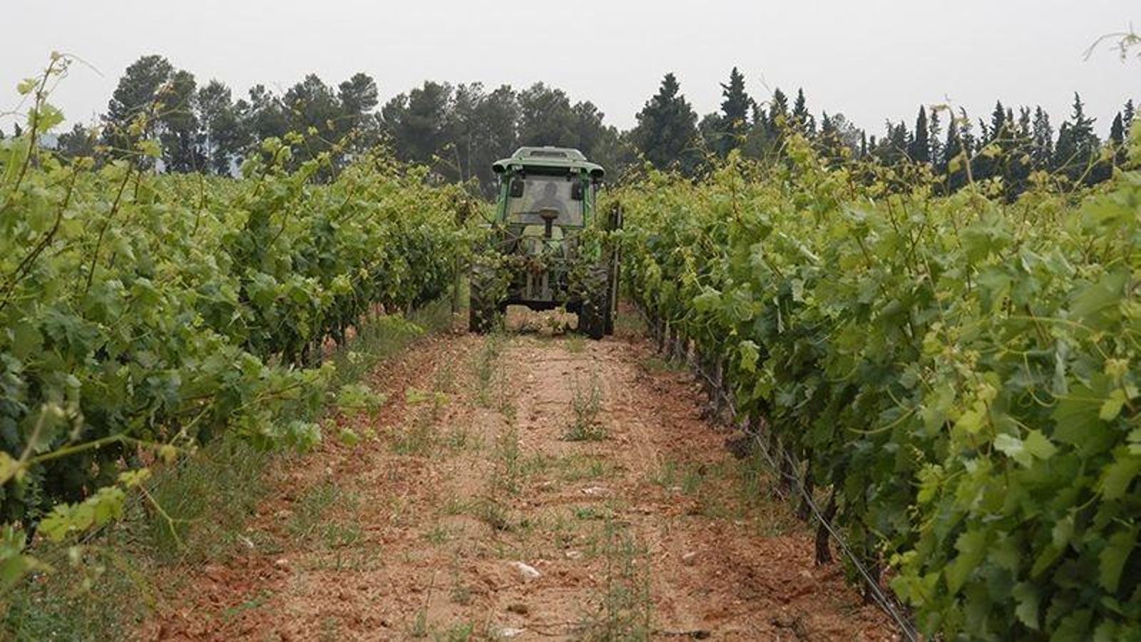 Un tractor fa tasques agrícoles entre les vinyes, un altre dels cultius beneficiats de les pluges